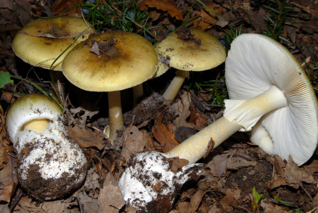 Foto Amanita phalloides